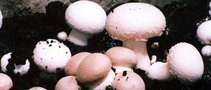 Champiñones