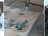 El delicado proceso de la imitación. | Fotos cedidas por Siloé a El Mundo