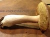 boletus