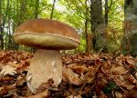 boletus edulis cocinar, recetas para cocinar boletus, como se preparan los boletus, receta boletus, como guisar boletus, receta con boletus