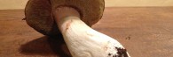 recetas boletus plancha