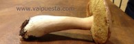 Tiempo de Boletus