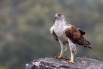 Águilas en los cielos de Batxikabo