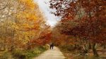 Un bosque casi perfecto