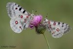 Si ves una mariposa Apolo, avisa. Se están extinguiendo.