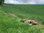 Buitre leonado en Valderejo